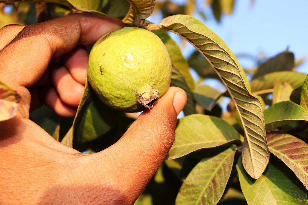 Domfrut Guava