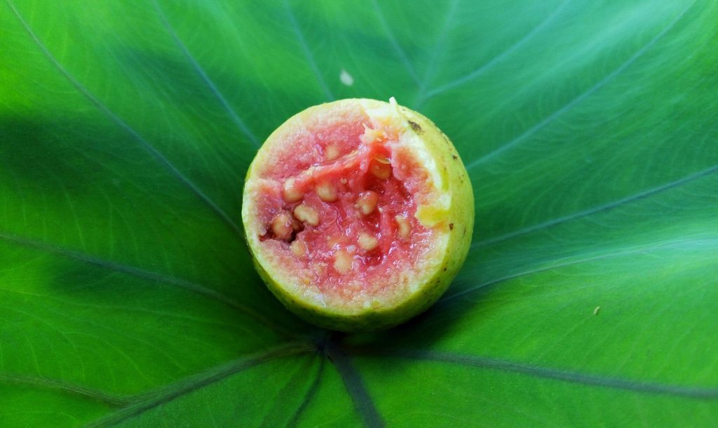 Domfrut Guava on leaf