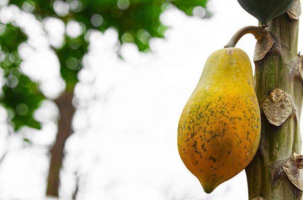 Papaya