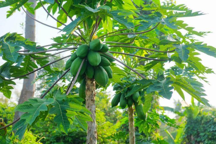 Papaya