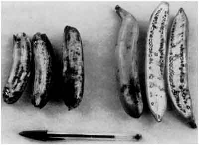 domfrut-banana-with-seeds