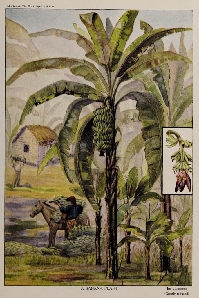 domfrut history of banana 1