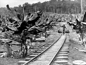 domfrut history of banana 1