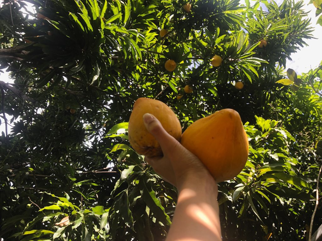 Domfrut Sapote Amarillo