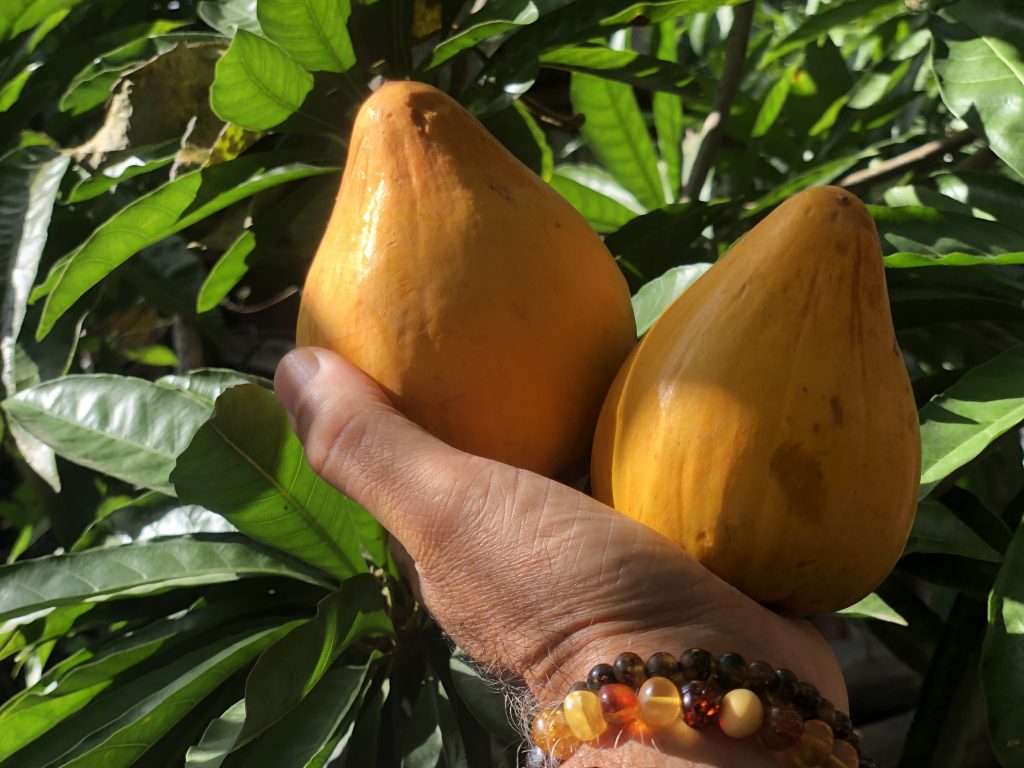 Domfrut Sapote Amarillo