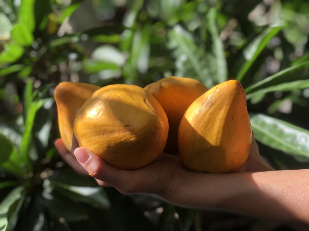 Domfrut Sapote Amarillo (5)